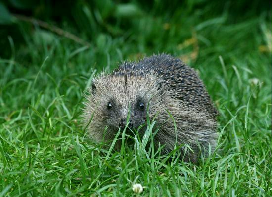 Hedgehog <i>Erinaceus europaeus</i>